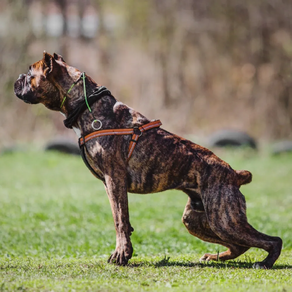 Cane Corso 04.webp